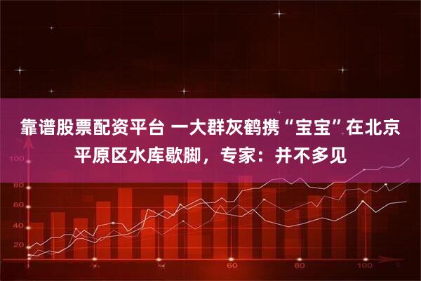 靠谱股票配资平台 一大群灰鹤携“宝宝”在北京平原区水库歇脚，专家：并不多见